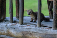 Pine Marten