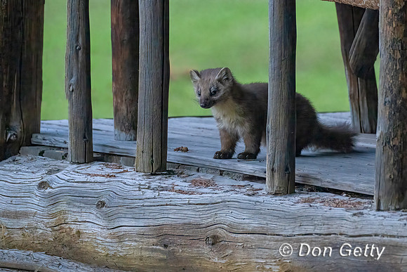 Pine Marten