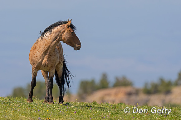 Mustang
