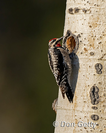 Red-naped Sapsucker