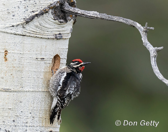 Red-naped Sapsucker