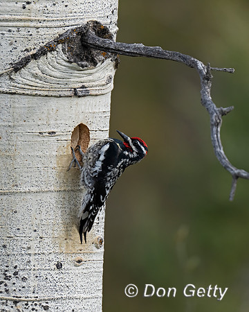 Red-naped Sapsucker