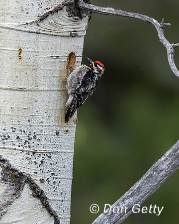 Red-naped Sapsucker