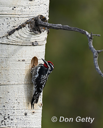 Red-naped Sapsucker