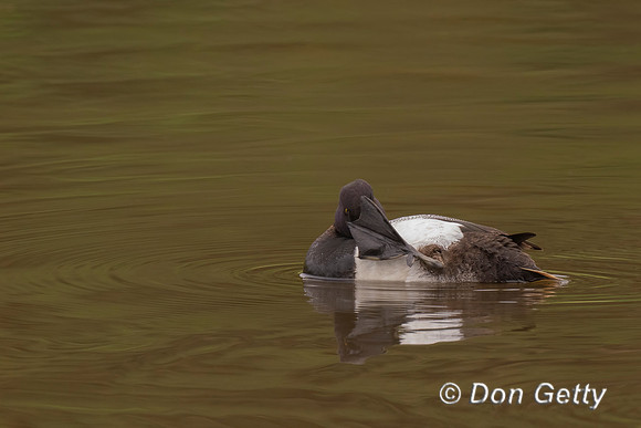 Lesser Scaup