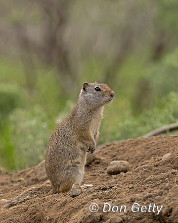 Uinta Ground Squirrel
