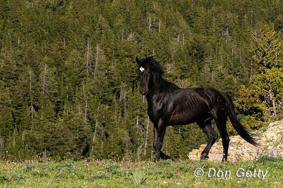 Mustang
