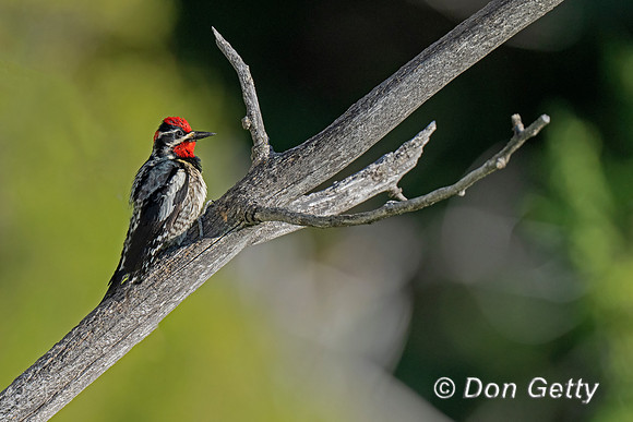 Red-naped Sapsucker