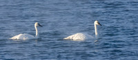Trumpeter Swan