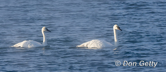 Trumpeter Swan