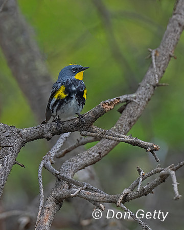 Yellow-rumped Warbler