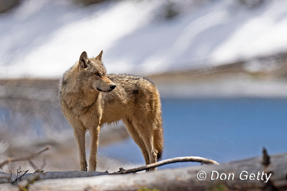 Wolf