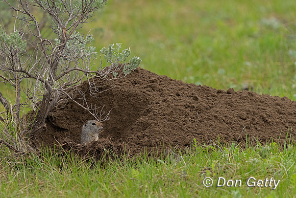 Uinta Ground Squirrel