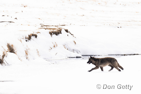 Wolf