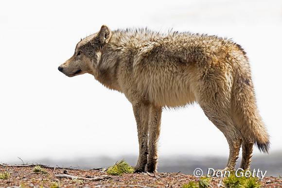 Wolf