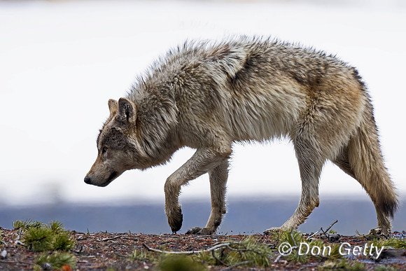 Wolf