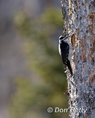 Hairy Woodpecker
