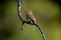 House Wren