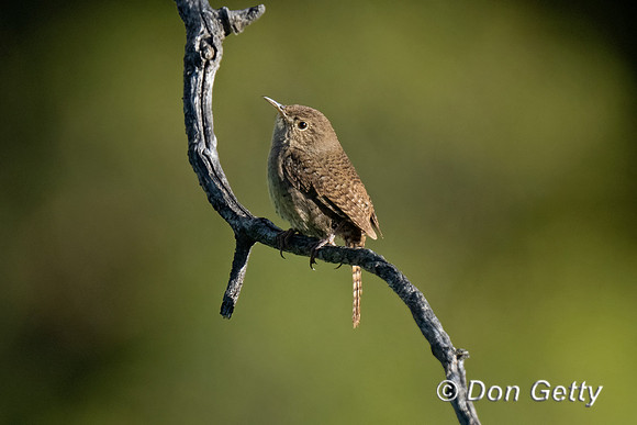 House Wren
