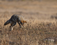 Coyote