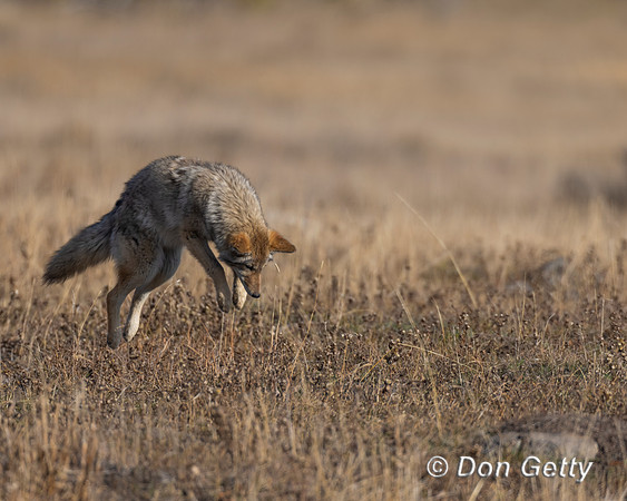 Coyote