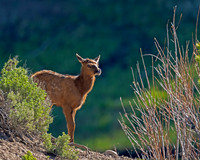 Elk Calf