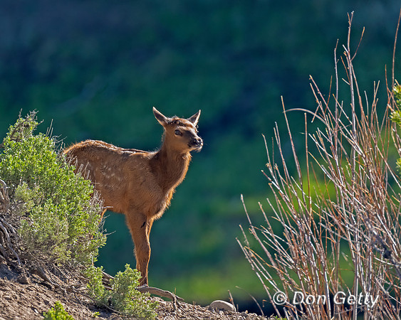 Elk Calf