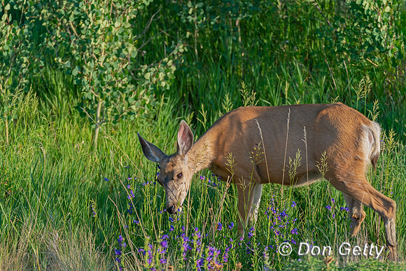 Mule Deer