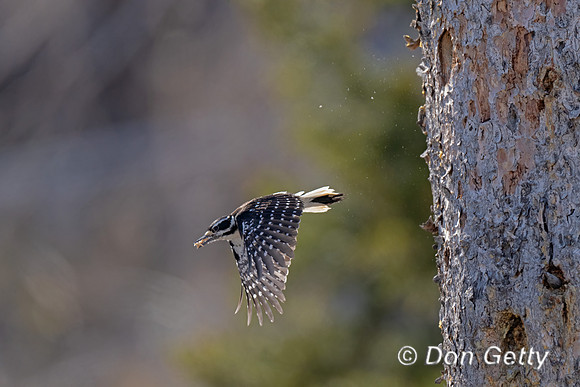 Hairy Woodpecker