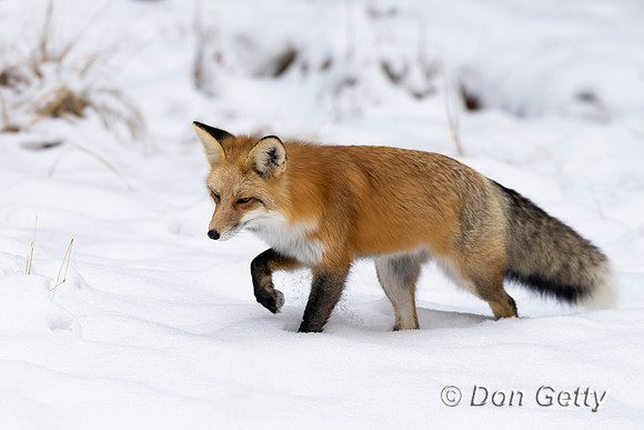 Red Fox