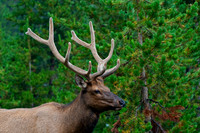 Bull Elk