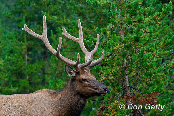 Bull Elk