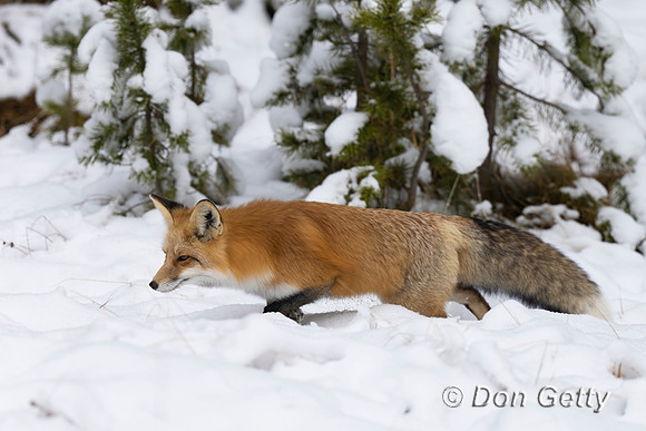 Red Fox