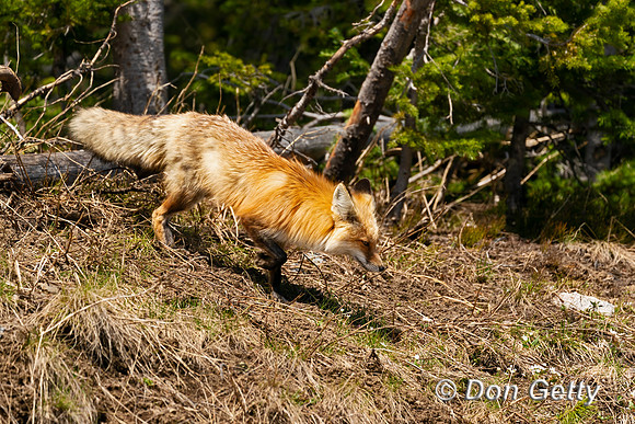 Red Fox