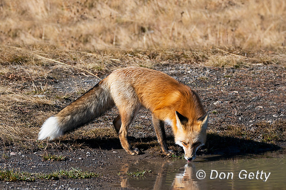 Red Fox