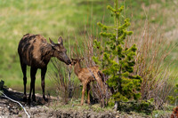 Elk