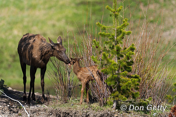 Elk