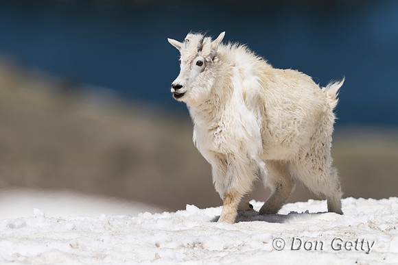 Mountain Goat