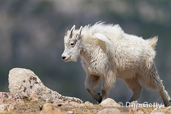 Mountain Goat