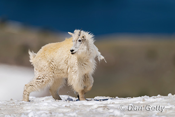 Mountain Goat