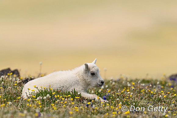 Mountain Goat