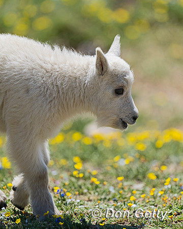 Mountain Goat