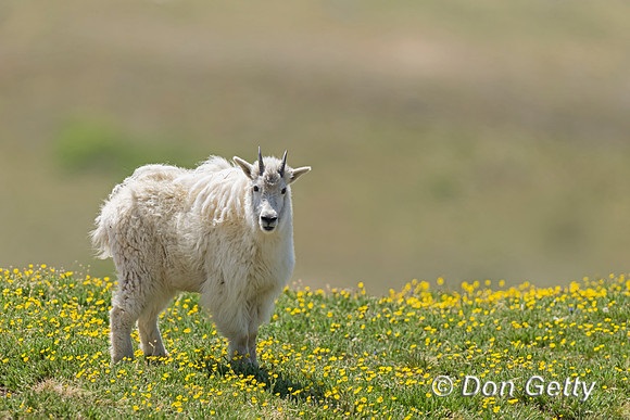 Mountain Goat