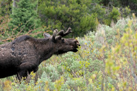 Moose