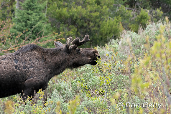 Moose
