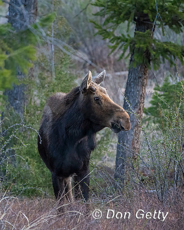 Moose