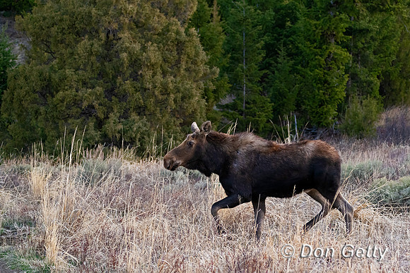 Moose