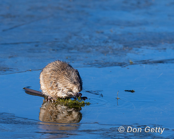 Muskrat