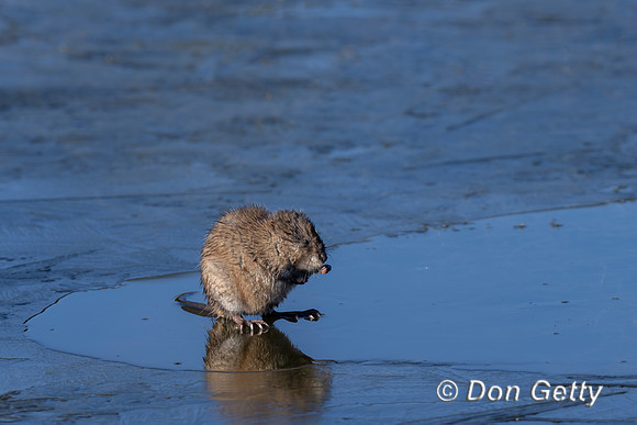 Muskrat