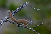 American Red Squirrel